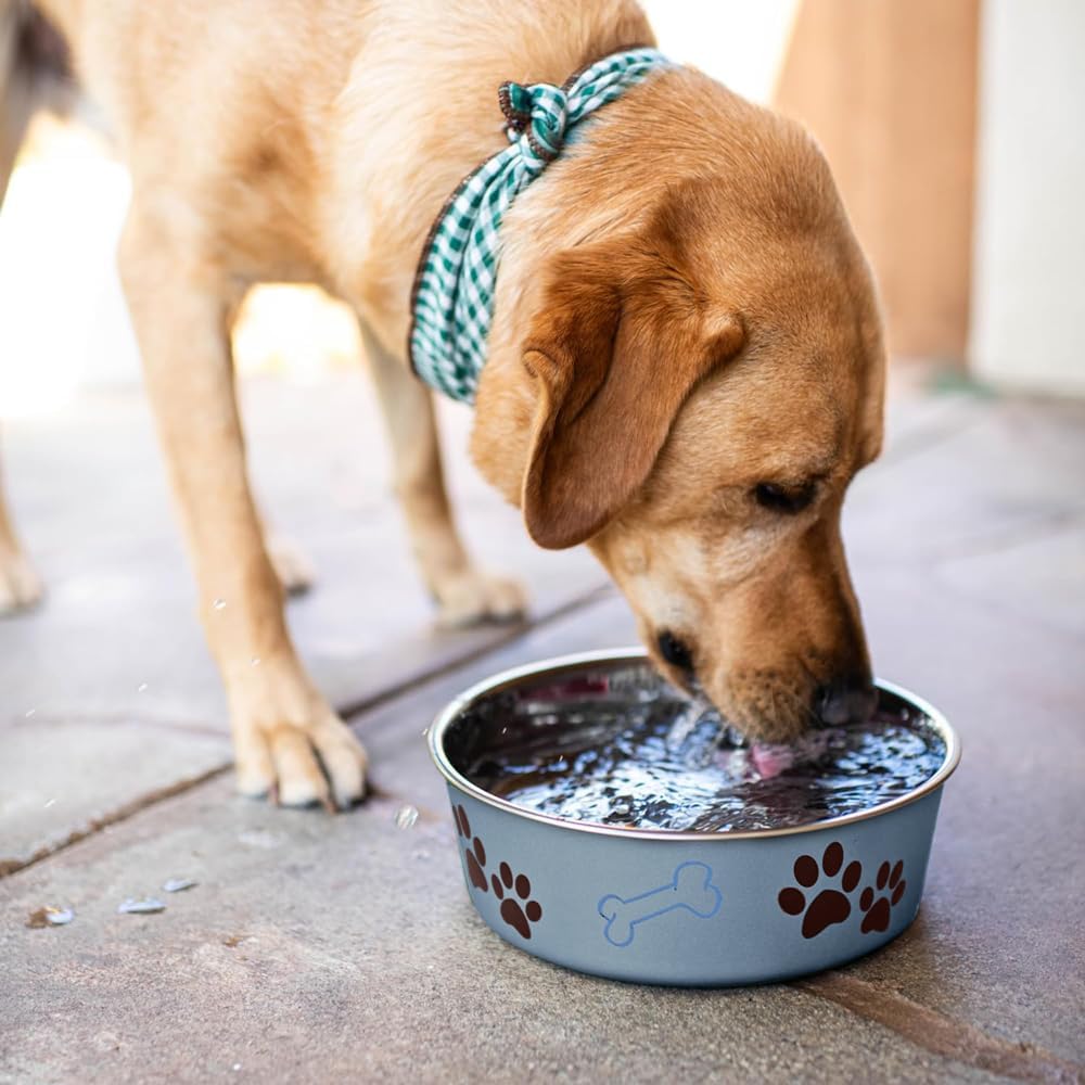Bella Dog Bowls- Stainless Steel Dog & Cat Bowls - Spill Proof Dog Food Bowl, Cat Bowl, Puppy Essentials & Pet Supplies Great for Home & Travel (Medium 20-35 Lbs, Blueberry) - Best Pet Care Store