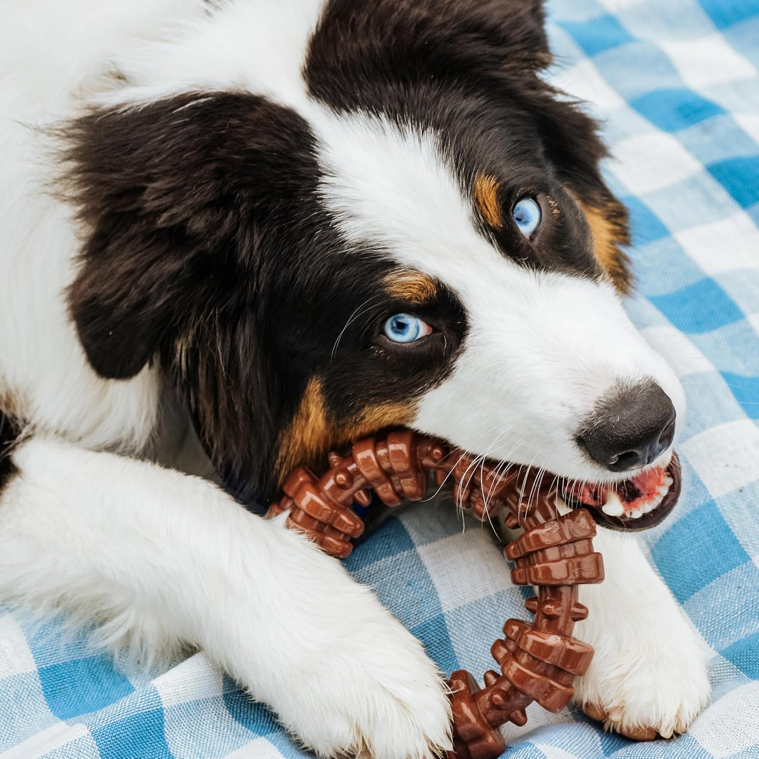 Textured Ring Power Chew Toy for Large Dogs, Durable Dog Toys for Aggressive Chewers, Strong Dog Chew Bones to Keep Them Busy, Flavor Medley, X-Large - 50+ Lbs, 1 Count - Best Pet Care Store