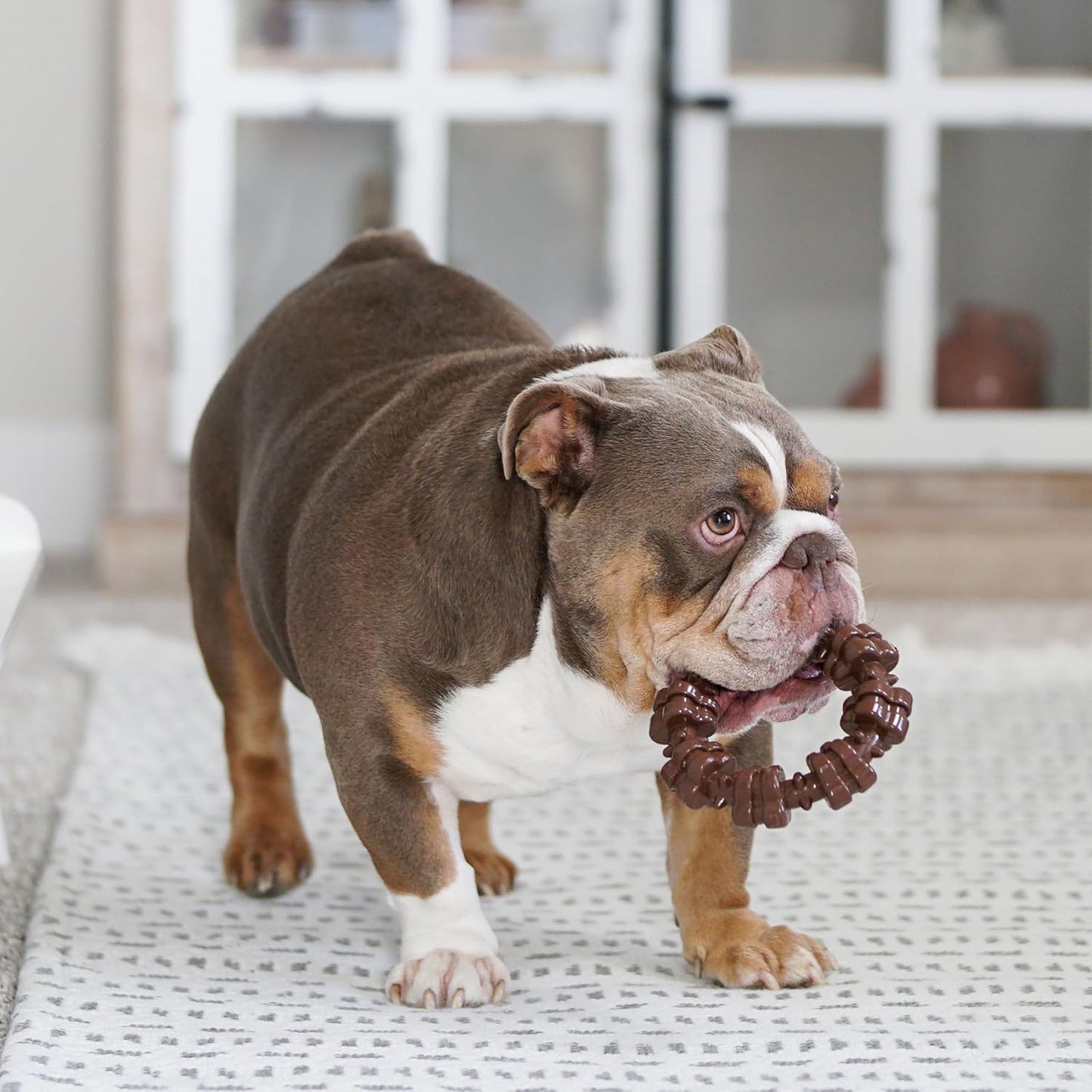 Textured Ring Power Chew Toy for Large Dogs, Durable Dog Toys for Aggressive Chewers, Strong Dog Chew Bones to Keep Them Busy, Flavor Medley, X-Large - 50+ Lbs, 1 Count - Best Pet Care Store