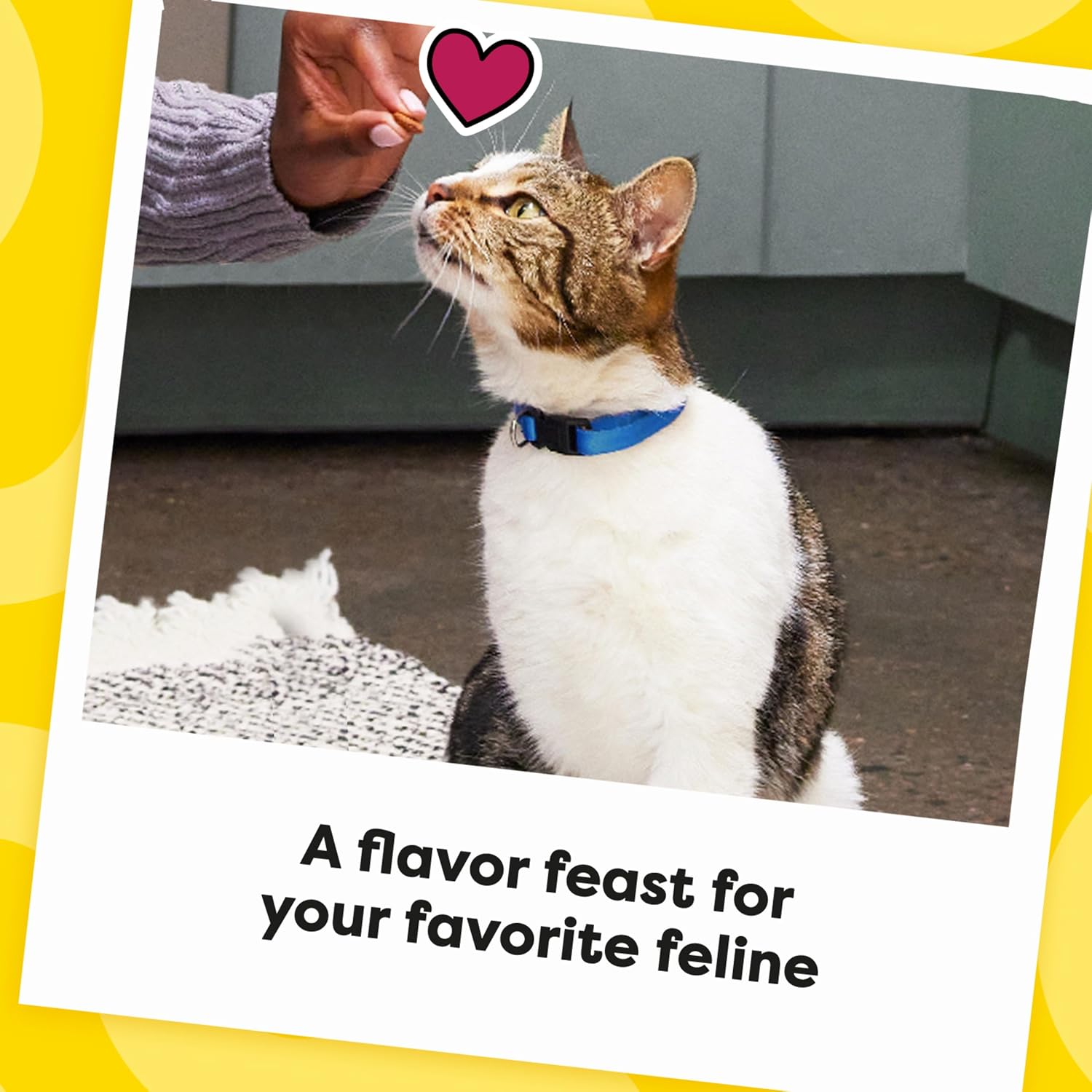 Temptations Classic Cat Treats – Crunchy & Soft Catnip Fever Flavor, 30oz Stay-Fresh Tub - Best Pet Care Store