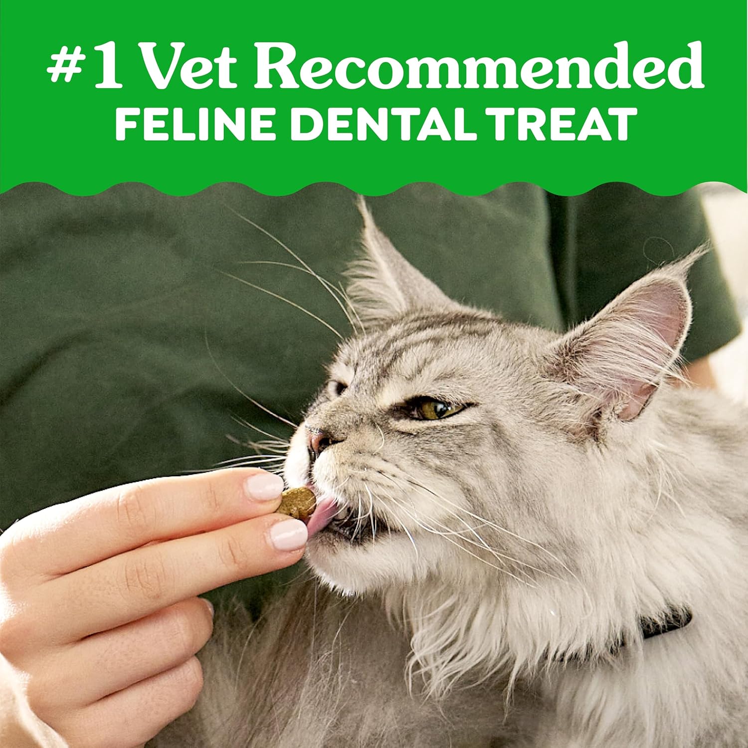 Greenies Feline Dental Cat Treats – Oven Roasted Chicken, Vet-Recommended, 21oz Tub - Best Pet Care Store