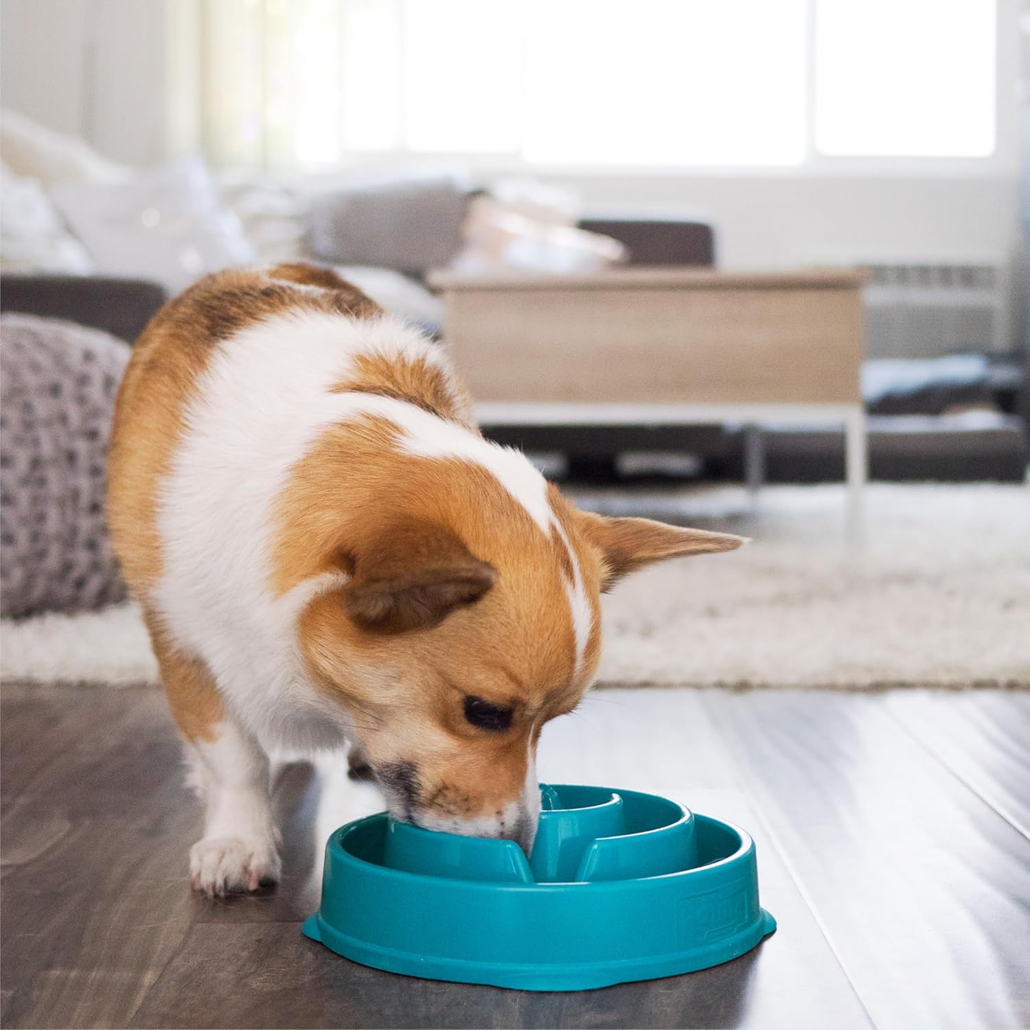 Fun Feeder Slo Bowl – Medium 2‑Cup Capacity, Slow Feeding, Small to Medium Dogs & Cats, Non-Slip, Turquoise, Drop Pattern - Best Pet Care Store