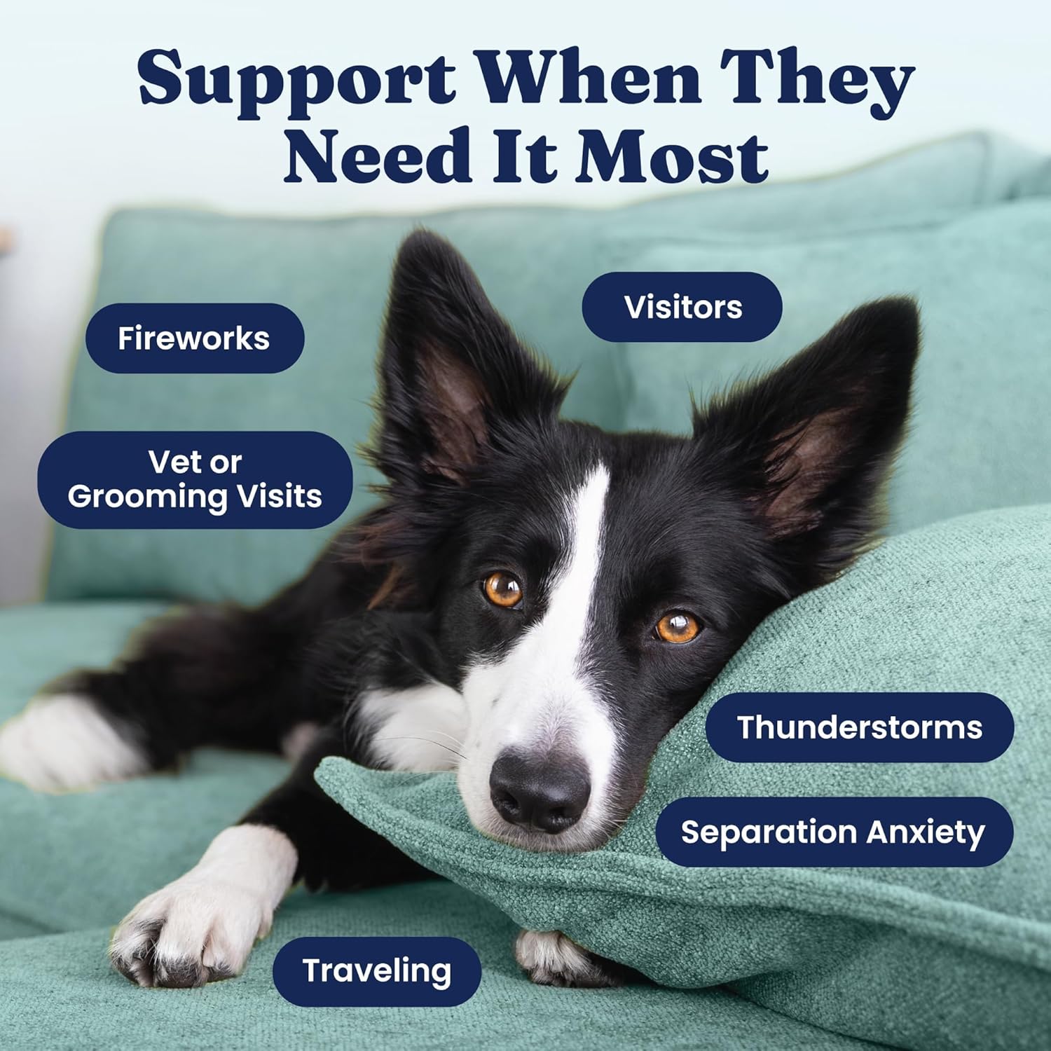 Solid Gold Calming Chews for Dogs - Dog Calming Chews W/Melatonin for Separation, Stress & Hyperactivity Relief - Supports Relaxation for Travel, Fireworks & Storms - All Ages & Sizes - Bacon 120Ct - Best Pet Care Store
